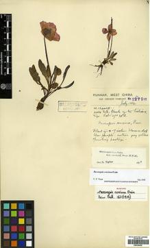 Type specimen at Edinburgh (E). Forrest, George: 12796. Barcode: E00438562.
