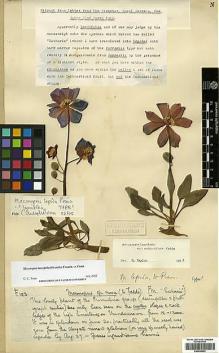 Type specimen at Edinburgh (E). Farrer, Reginald: 123. Barcode: E00438563.