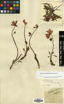 Type specimen at Edinburgh (E). Farrer, Reginald: 123. Barcode: E00438564.