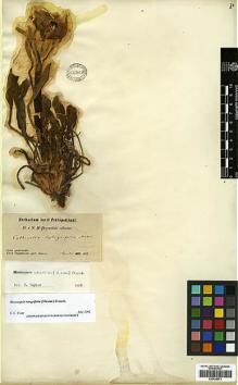 Type specimen at Edinburgh (E). Przewalski, Nikolai: . Barcode: E00438573.