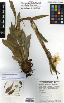 Type specimen at Edinburgh (E). Sino-British Lijiang Expedition (1987): 450. Barcode: E00438574.