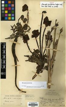 Type specimen at Edinburgh (E). Kingdon-Ward, Francis: 5751. Barcode: E00438575.