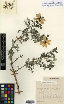 Type specimen at Edinburgh (E). Stainton, John: 4281. Barcode: E00438582.