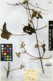 Type specimen at Edinburgh (E). Wallich, Nathaniel: 4675. Barcode: E00438587.