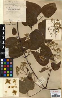 Type specimen at Edinburgh (E). Lace, John: 5927. Barcode: E00438589.