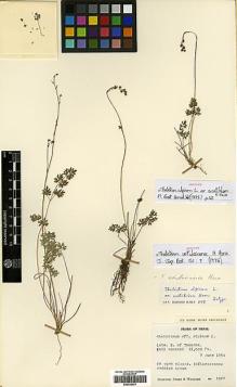 Type specimen at Edinburgh (E). Stainton, John; Sykes, William; Williams, Leonard: 1044. Barcode: E00438591.