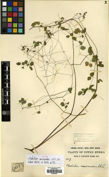 Type specimen at Edinburgh (E). Kingdon-Ward, Francis: 1857. Barcode: E00438592.