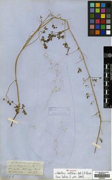 Type specimen at Edinburgh (E). Thomson, Thomas: . Barcode: E00438593.