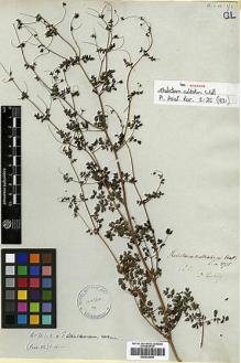 Type specimen at Edinburgh (E). Wallich, Nathaniel: 3715. Barcode: E00438596.