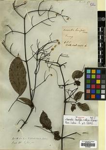 Type specimen at Edinburgh (E). Wallich, Nathaniel: 4685A. Barcode: E00438597.