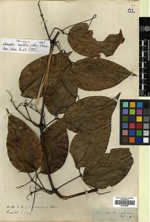 Type specimen at Edinburgh (E). Wallich, Nathaniel: 4685A. Barcode: E00438598.