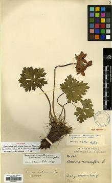 Type specimen at Edinburgh (E). Dhwoj, Lall: 460. Barcode: E00438600.