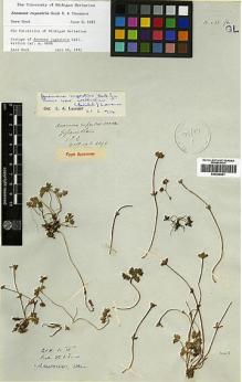 Type specimen at Edinburgh (E). Wallich, Nathaniel: 4696. Barcode: E00438601.