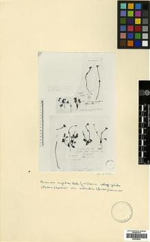 Type specimen at Edinburgh (E). Wallich, Nathaniel: 4696. Barcode: E00438602.