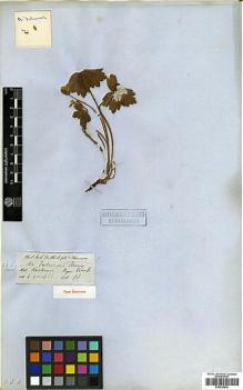 Type specimen at Edinburgh (E). Thomson, Thomas: . Barcode: E00438604.