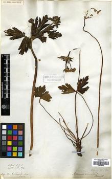 Type specimen at Edinburgh (E). Wallich, Nathaniel: 4692. Barcode: E00438605.
