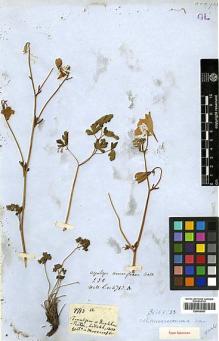 Type specimen at Edinburgh (E). Wallich, Nathaniel: 4713A. Barcode: E00438607.