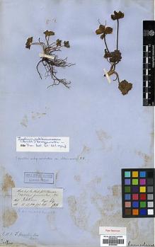 Type specimen at Edinburgh (E). Hooker, Joseph: . Barcode: E00438609.