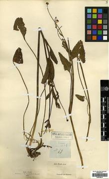 Type specimen at Edinburgh (E). Walker, George: 79. Barcode: E00438616.