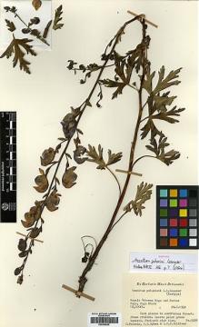 Type specimen at Edinburgh (E). Polunin, Oleg; Sykes, William; Williams, Leonard: 5338. Barcode: E00438626.