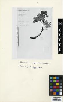 Type specimen at Edinburgh (E). Sharma, K.: E.422. Barcode: E00438630.