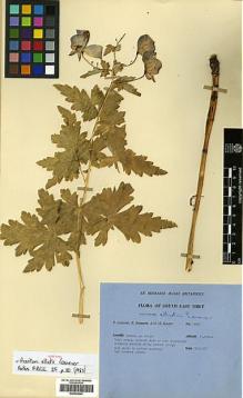 Type specimen at Edinburgh (E). Ludlow, Frank; Sherriff, George; Elliot, H.: 14346. Barcode: E00438649.