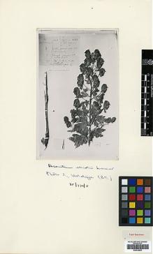 Type specimen at Edinburgh (E). Ludlow, Frank; Sherriff, George; Elliot, H.: 14346. Barcode: E00438650.