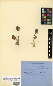 Type specimen at Edinburgh (E). Ludlow, Frank; Sherriff, George; Elliot, H.: 13334. Barcode: E00438656.
