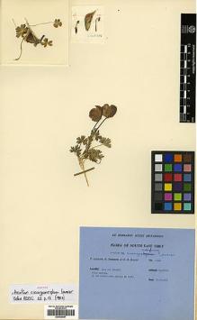 Type specimen at Edinburgh (E). Ludlow, Frank; Sherriff, George; Elliot, H.: 13334. Barcode: E00438657.