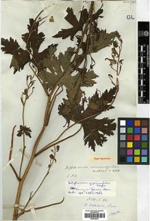 Type specimen at Edinburgh (E). Wallich, Nathaniel: 4716. Barcode: E00438673.