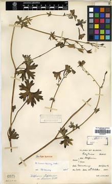 Type specimen at Edinburgh (E). Lace, John: 6012. Barcode: E00438675.