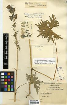 Type specimen at Edinburgh (E). Wigram, Clive: 118. Barcode: E00438677.