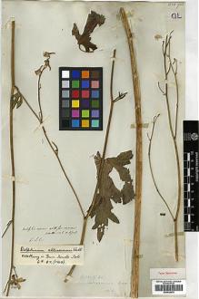Type specimen at Edinburgh (E). Wallich, Nathaniel: 4718. Barcode: E00438679.