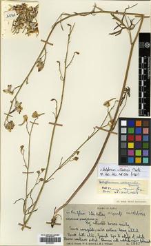 Type specimen at Edinburgh (E). Polunin, Oleg; Sykes, William; Williams, Leonard: 1907. Barcode: E00438681.
