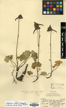 Type specimen at Edinburgh (E). Kingdon-Ward, Francis: 6193. Barcode: E00438686.