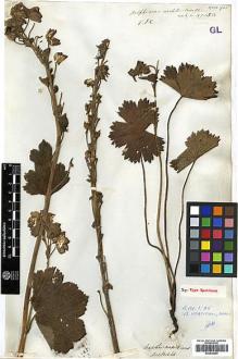 Type specimen at Edinburgh (E). Wallich, Nathaniel: 4715B. Barcode: E00438693.