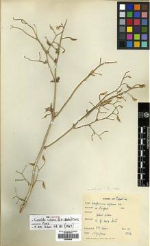 Type specimen at Edinburgh (E). Davis, Peter: 4819. Barcode: E00438698.