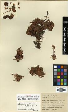 Type specimen at Edinburgh (E). Davis, Peter; Hedge, Ian: D.29957. Barcode: E00438716.