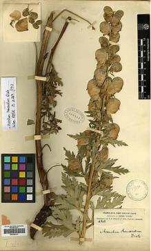 Type specimen at Edinburgh (E). Forrest, George: 2868. Barcode: E00438727.