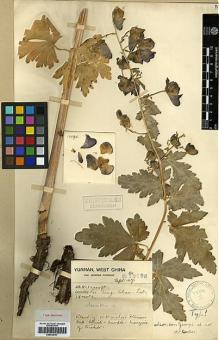 Type specimen at Edinburgh (E). Forrest, George: 15195. Barcode: E00438747.
