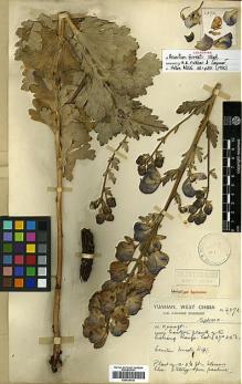 Type specimen at Edinburgh (E). Forrest, George: 6572. Barcode: E00438749.