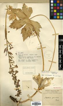 Type specimen at Edinburgh (E). Forrest, George: 4369. Barcode: E00438750.