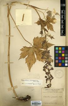 Type specimen at Edinburgh (E). Forrest, George: 4369. Barcode: E00438751.