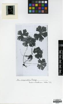 Type specimen at Edinburgh (E). Bock, Charles; von Rosthorn, A.: 1082. Barcode: E00438752.