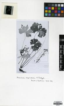 Type specimen at Edinburgh (E). Bock, Charles; von Rosthorn, A.: 905. Barcode: E00438753.
