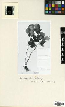 Type specimen at Edinburgh (E). Bock, Charles; von Rosthorn, A.: 123. Barcode: E00438754.