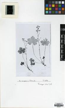 Type specimen at Edinburgh (E). Farges, Paul: 116. Barcode: E00438755.