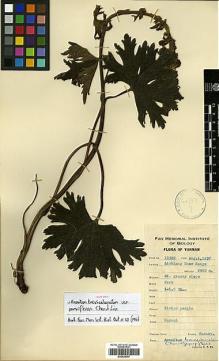 Type specimen at Edinburgh (E). Yu, Tse-tsun: 15389. Barcode: E00438757.