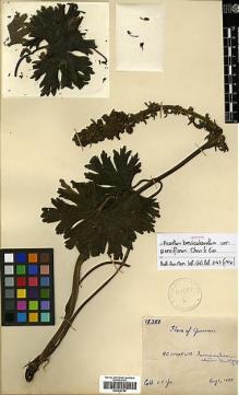 Type specimen at Edinburgh (E). Yu, Tse-tsun: 15389. Barcode: E00438758.