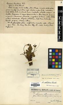 Type specimen at Edinburgh (E). Ngueou, Paul: 607. Barcode: E00438762.